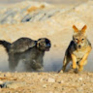 Meet your Posher, Casey